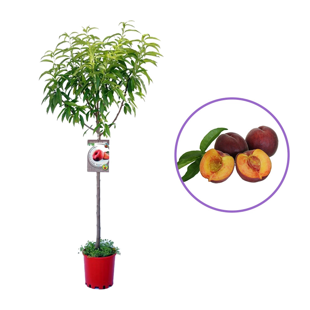 Piersic (Prunus Persica) Royal Glory cu fructe burgundii-rosii, an 2 pe rod