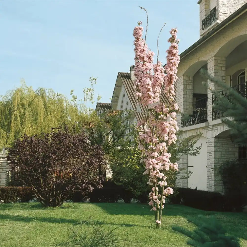Copac Sakura, Cires Japonez (Prunus serrulata Amanogawa), copac columnar cu flori roz duble parfumate