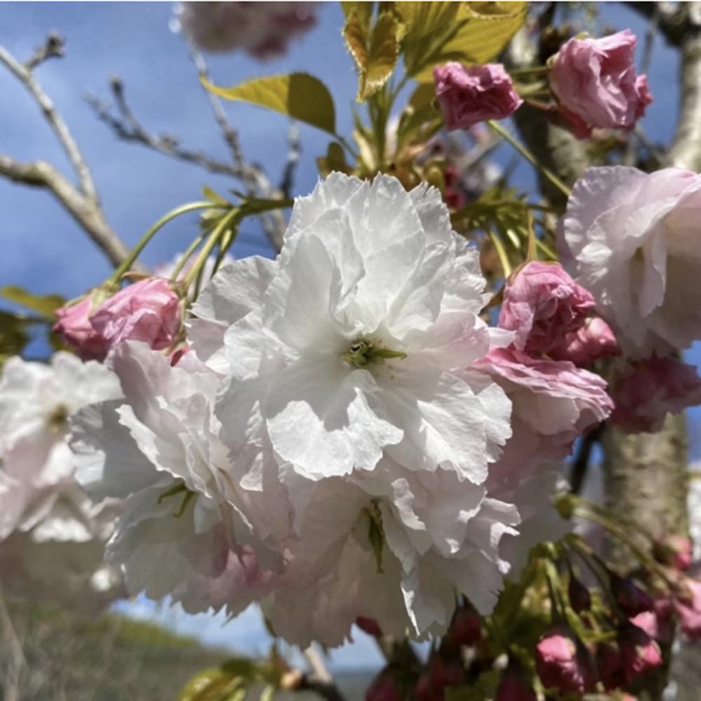 Copac Sakura, Cires Japonez Shirotae/Shimidzu, cu flori albe duble parfumate, de umbra, scoarta deosebita