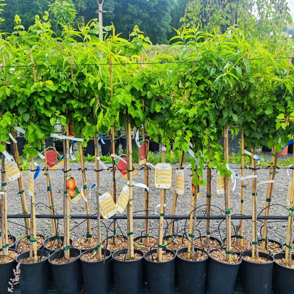 Cais (Prunus armeniaca) Bergeorn, cu fructe dulci galbene-aurii, an 2 pe rod