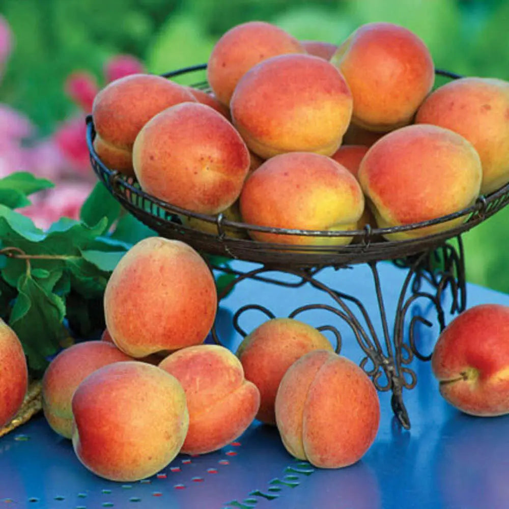 Cais (Prunus armeniaca) Bergeorn, cu fructe dulci galbene-aurii, an 2 pe rod