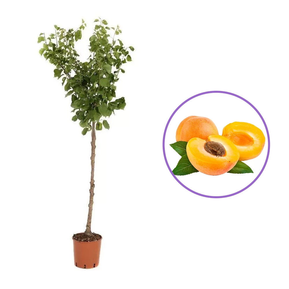 Cais (Prunus armeniaca) Cafona, cu fructe dulci galbene-portocalii, an 2 pe rod