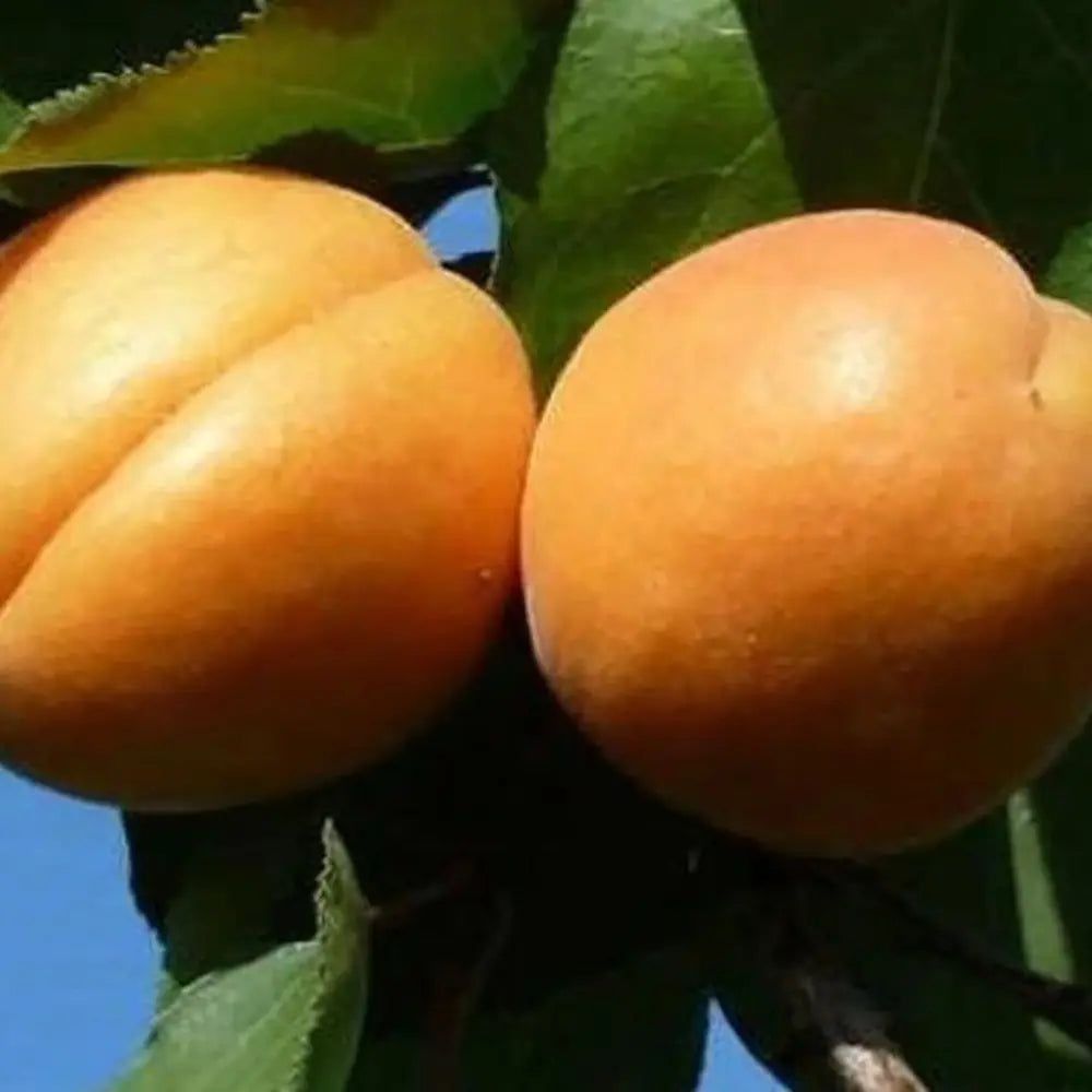 Cais (Prunus armeniaca) Farclo, cu fructe dulci galbene-aurii, an 2 pe rod