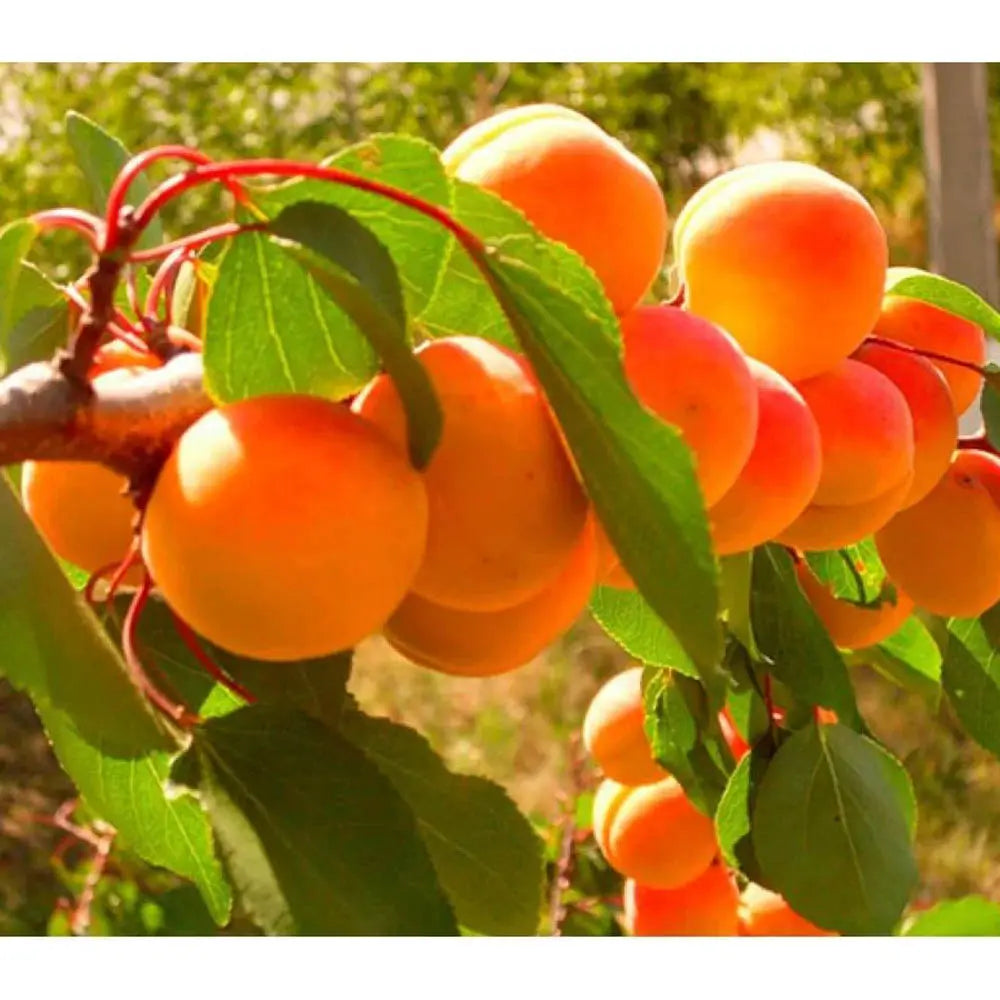 Cais (Prunus armeniaca) Farclo, cu fructe dulci galbene-aurii, an 2 pe rod