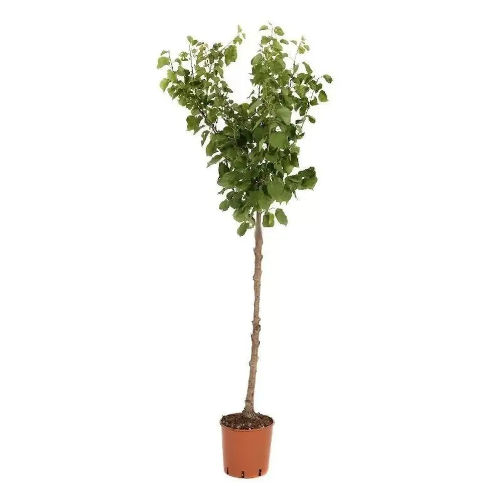 Cais (Prunus armeniaca) Harcot, cu fructe dulci portocalii-aurii, an 2 pe rod