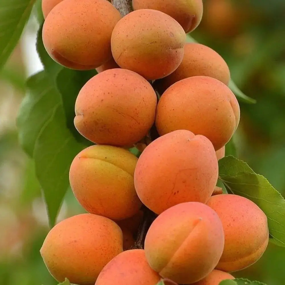 Cais (Prunus armeniaca) Harcot, cu fructe dulci portocalii-aurii, an 2 pe rod