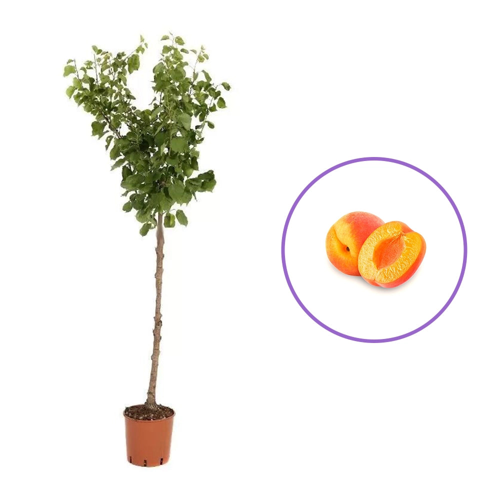 Cais (Prunus armeniaca) Harcot, cu fructe dulci portocalii-aurii, an 2 pe rod