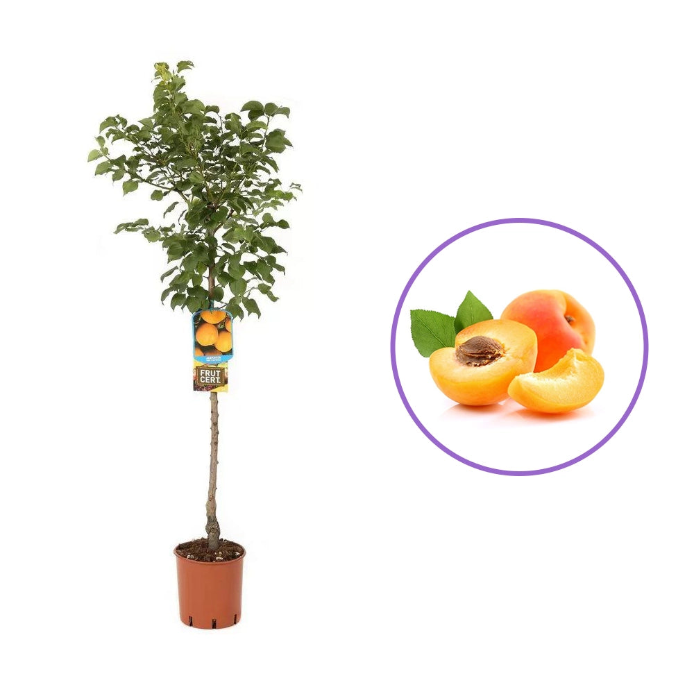 Cais (Prunus armeniaca) Bulida, cu fructe dulci galbene deschis, an 2 pe rod