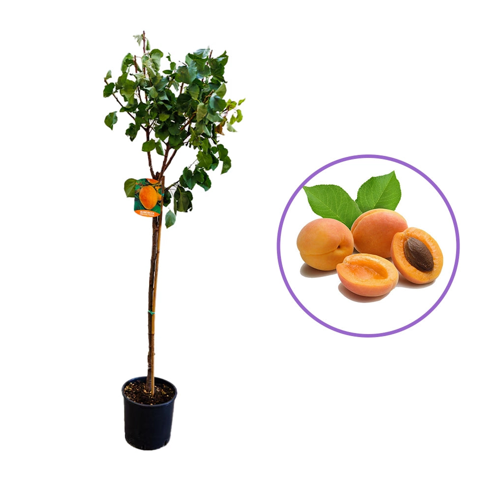 Cais (Prunus armeniaca) Farclo, cu fructe dulci galbene-aurii, an 2 pe rod