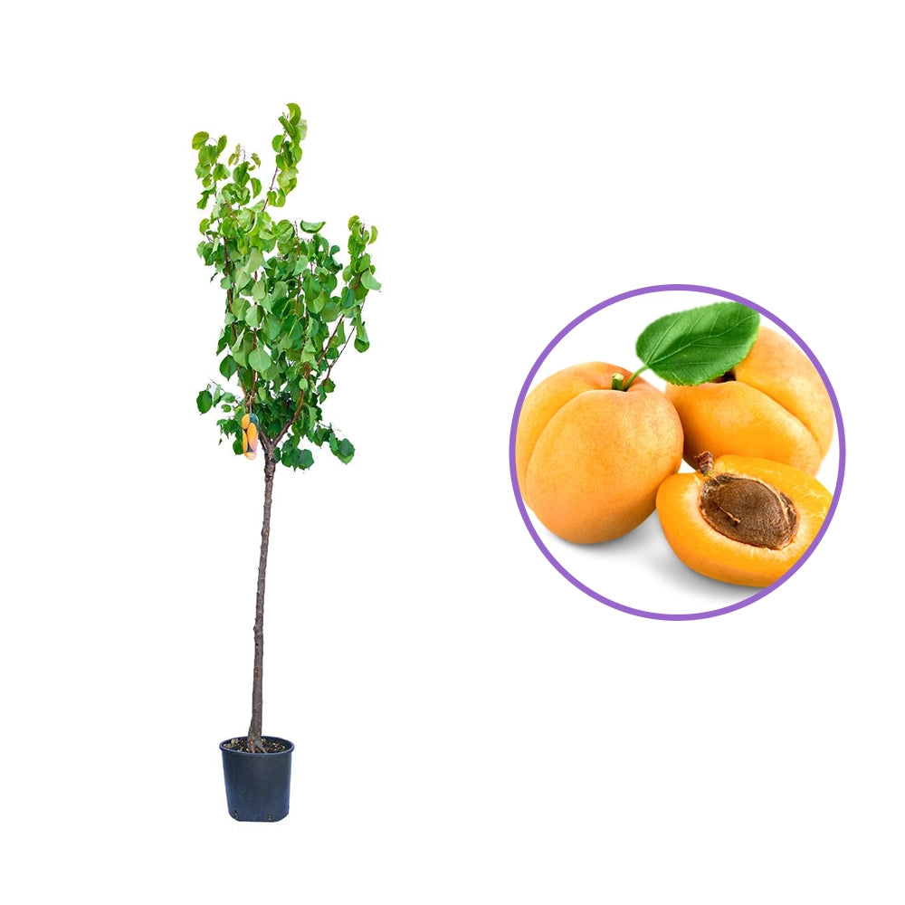 Cais (Prunus armeniaca) Luizet, cu fructe dulci portocalii, an 2 pe rod