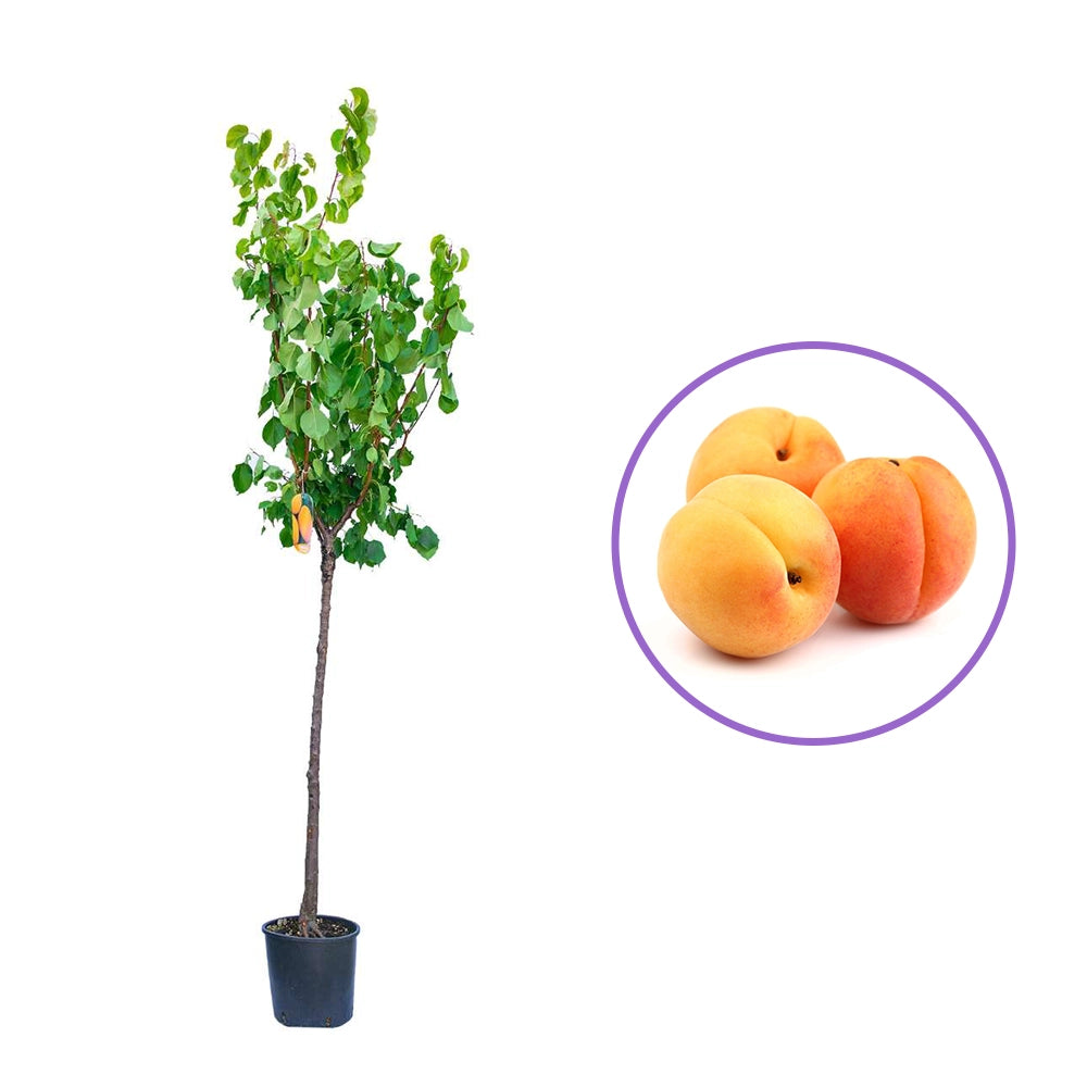 Cais (Prunus armeniaca) Paviot, cu fructe dulci portocalii deschis, an 2 pe rod