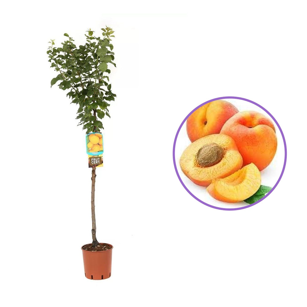 Cais (Prunus armeniaca) Pisana, cu fructe dulci portocalii, an 2 pe rod