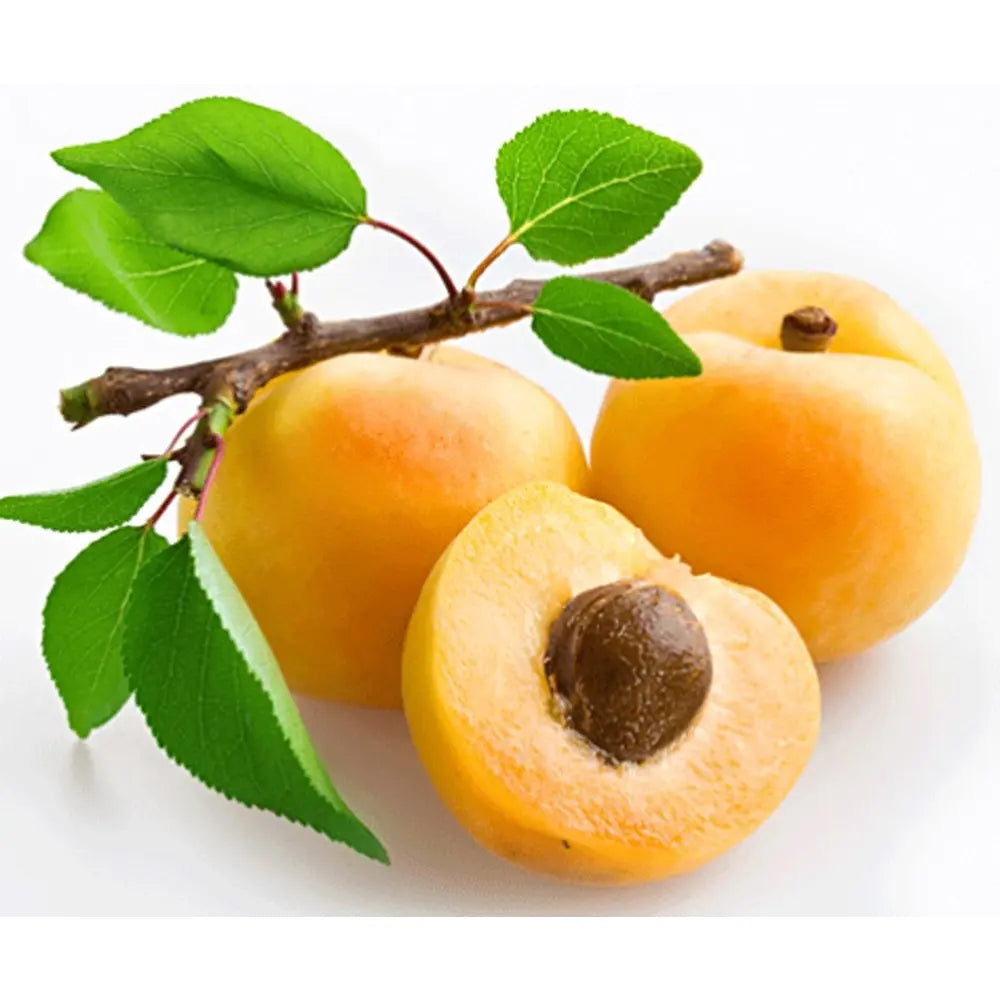 Cais (Prunus armeniaca) Soungiant, cu fructe dulci galbene-aurii, an 2 pe rod