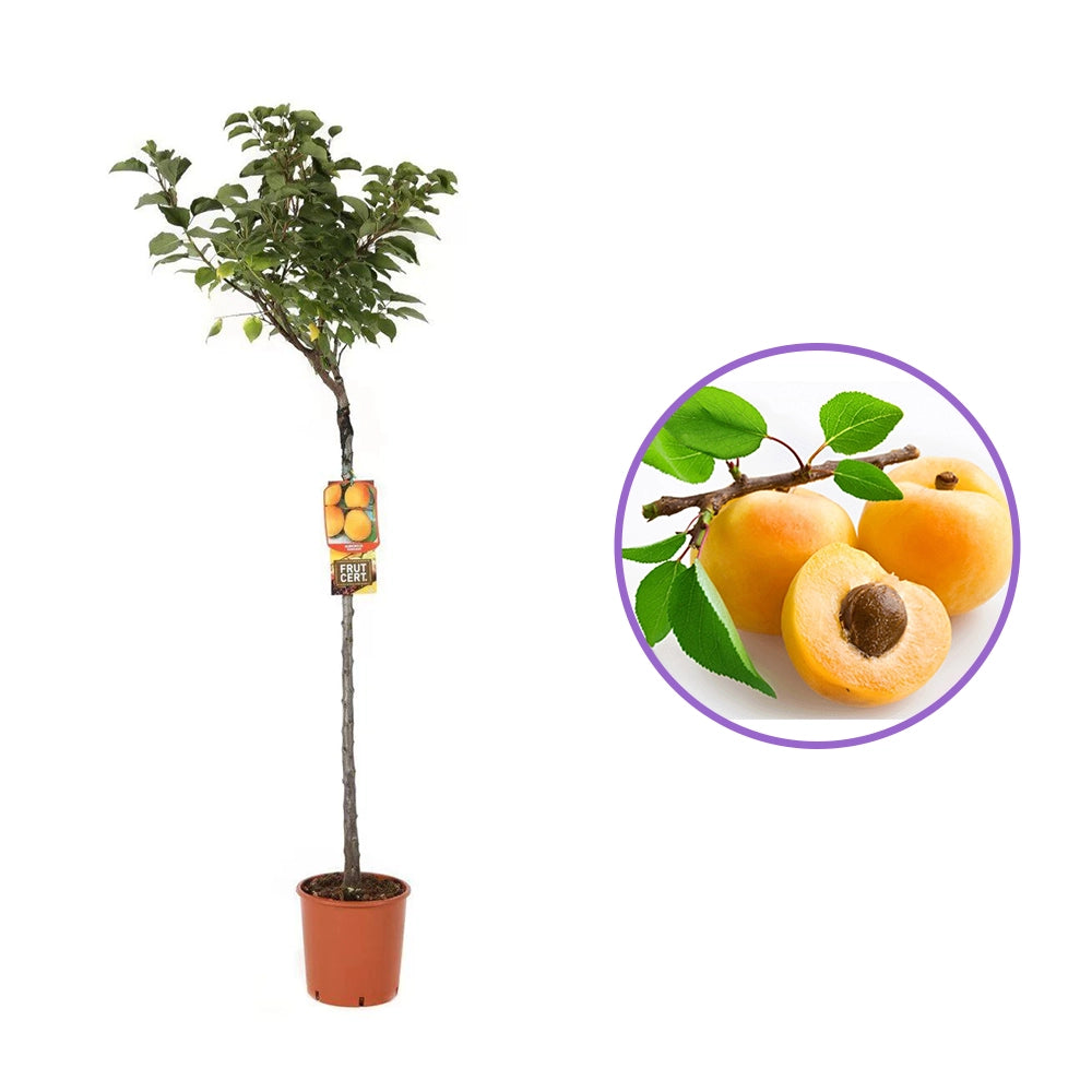 Cais (Prunus armeniaca) Soungiant, cu fructe dulci galbene-aurii, an 2 pe rod