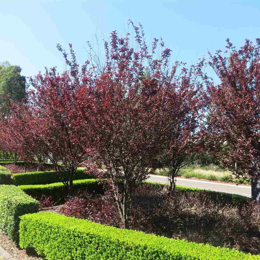 Prun ornamental Corcodus rosu Pissardii, frunze rosii, flori roz, arbore decorativ, fructe zemoase