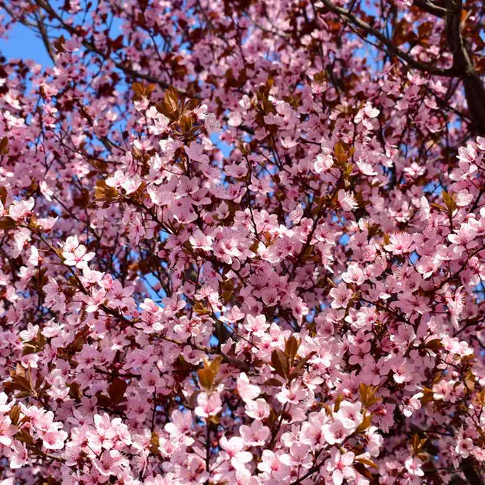 Prun ornamental Corcodus rosu Pissardii, frunze rosii, flori roz, arbore decorativ, fructe zemoase