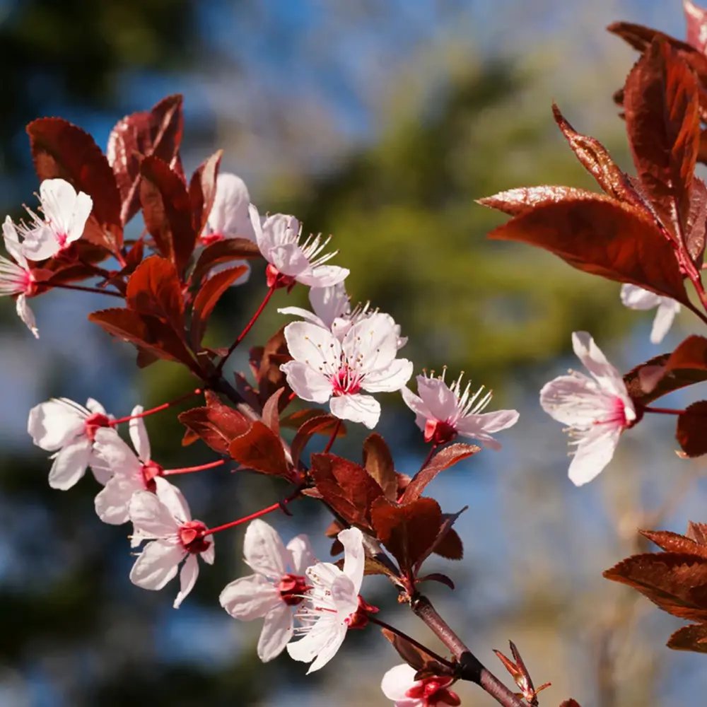Prun ornamental Corcodus rosu Pissardii, frunze rosii, flori roz, arbore decorativ, fructe zemoase