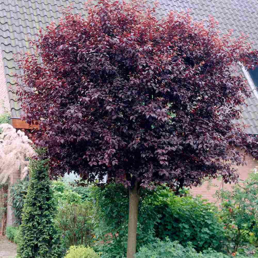 Prun ornamental Corcodus rosu Pissardii, frunze rosii, flori roz, arbore decorativ, fructe zemoase