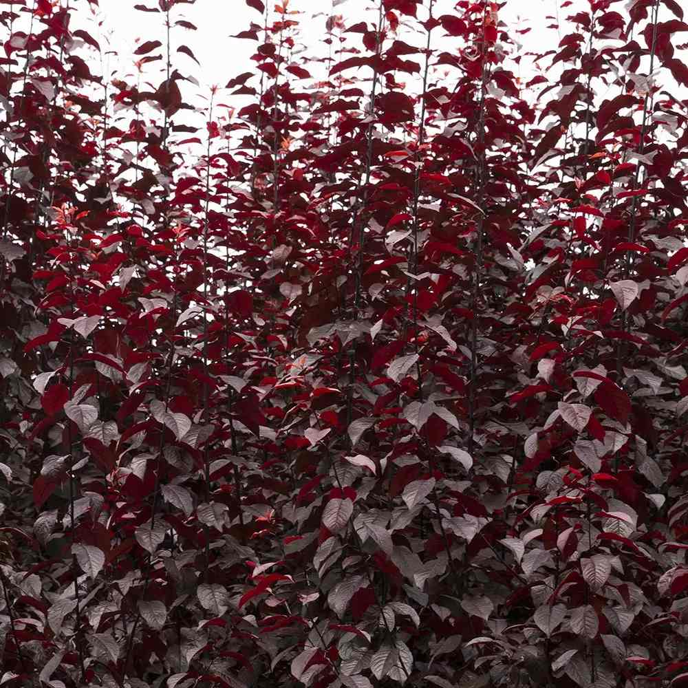 Prun ornamental Corcodus rosu Pissardii, frunze rosii, flori roz, arbore decorativ, fructe zemoase