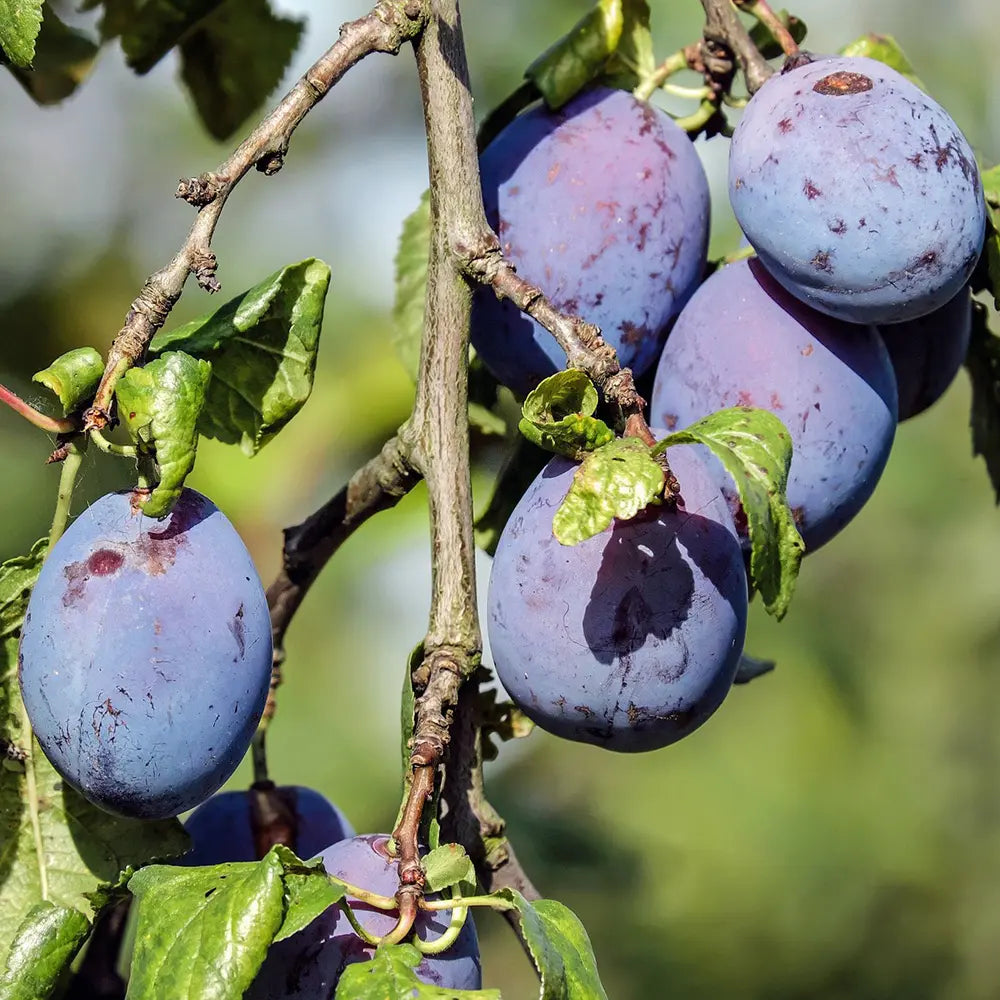 Prun President (Prunus Domestica), cu fructe dulci violet inchis, an 2 pe rod