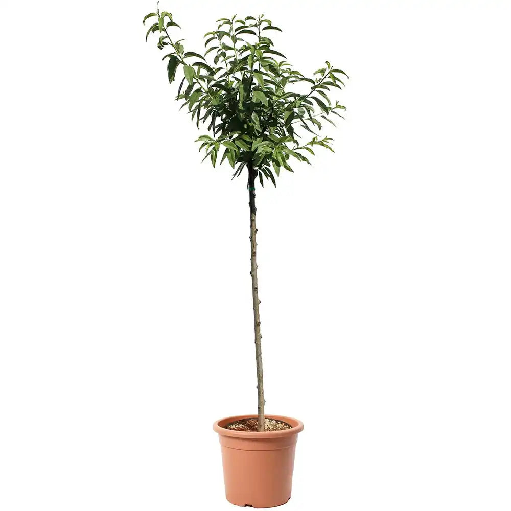 Copacel Migdal Dulcis (Prunus amygdalus), cu migdale dulci crocante, an 2 pe rod