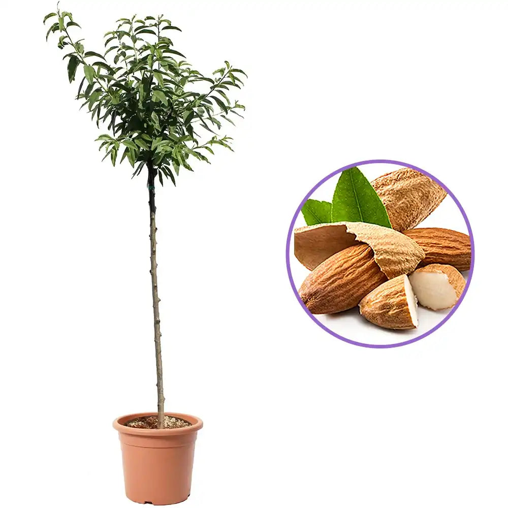 Copacel Migdal Dulcis (Prunus amygdalus), cu migdale dulci crocante, an 2 pe rod