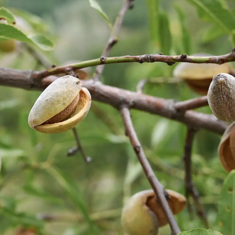 Copacel Migdal Dulcis (Prunus amygdalus), cu migdale dulci crocante, an 2 pe rod