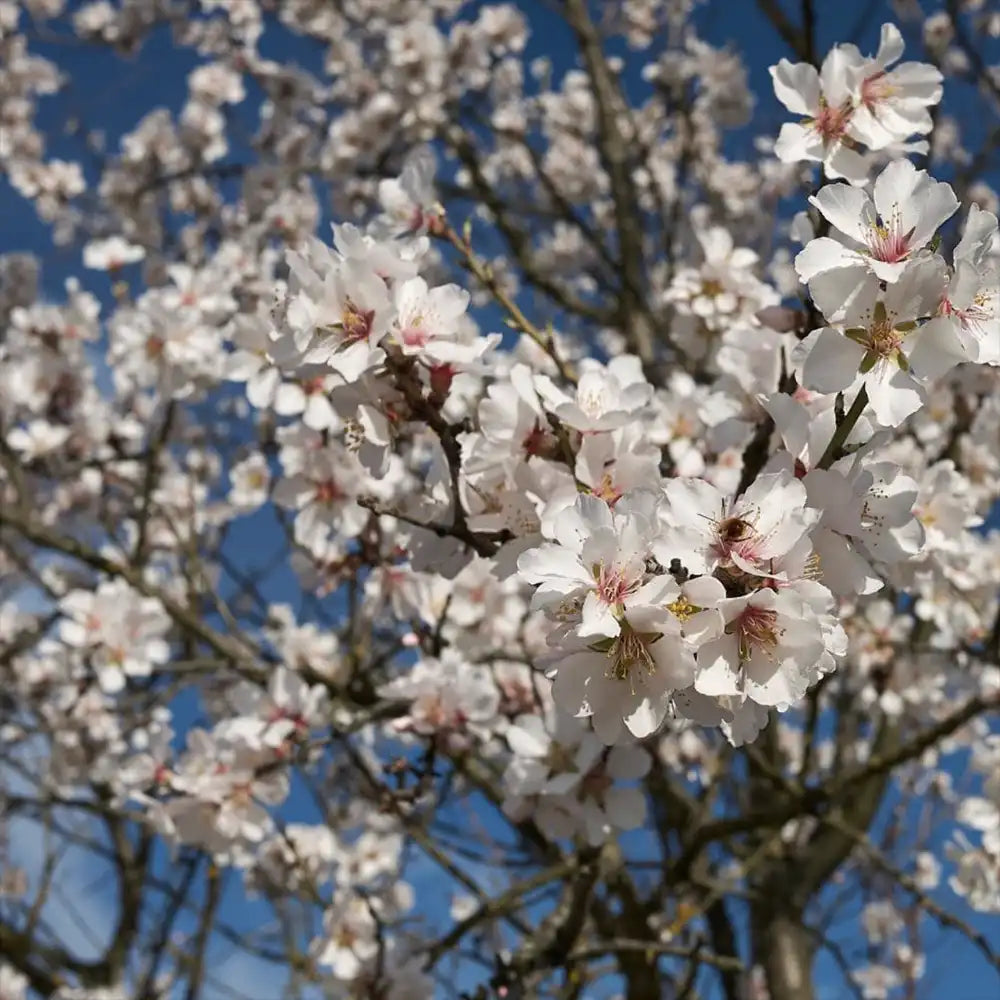 Copacel Migdal Dulcis (Prunus amygdalus), cu migdale dulci crocante, an 2 pe rod