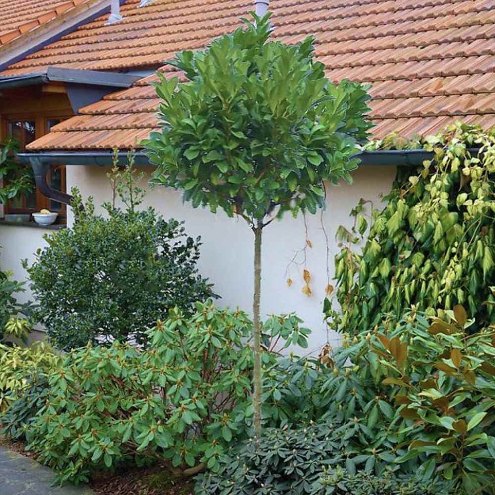 Laur englezesc Copacel (Prunus laurocerasus) Green Lustre, pe Tulpina, vesnic verde, rezistent la frig, cu frunze lucioase