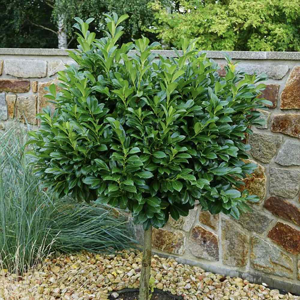 Laur englezesc Copacel (Prunus laurocerasus) Green Lustre, pe Tulpina, vesnic verde, rezistent la frig, cu frunze lucioase