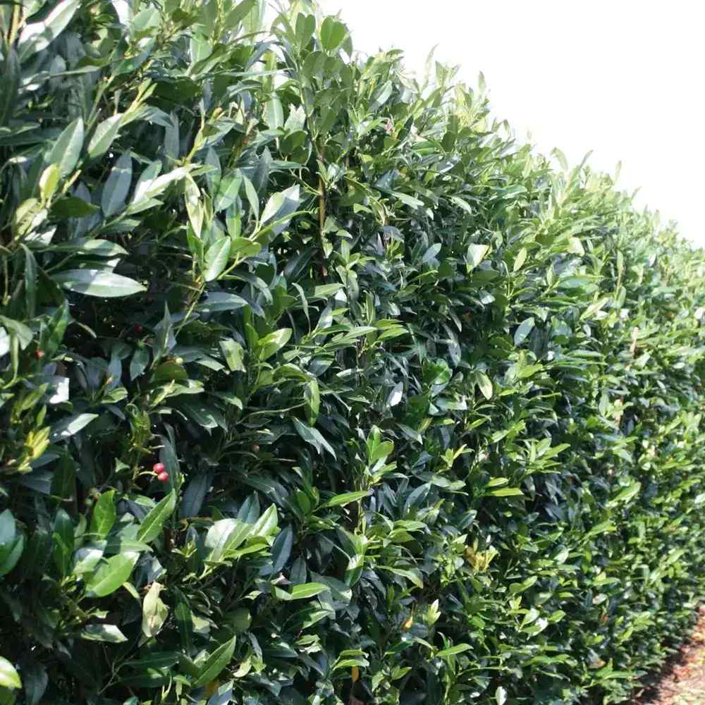 Laur Englezesc Herbergii, vesnic verde, gard viu rapid, rezistent la boli, frig si caldura, inflorire decorativa