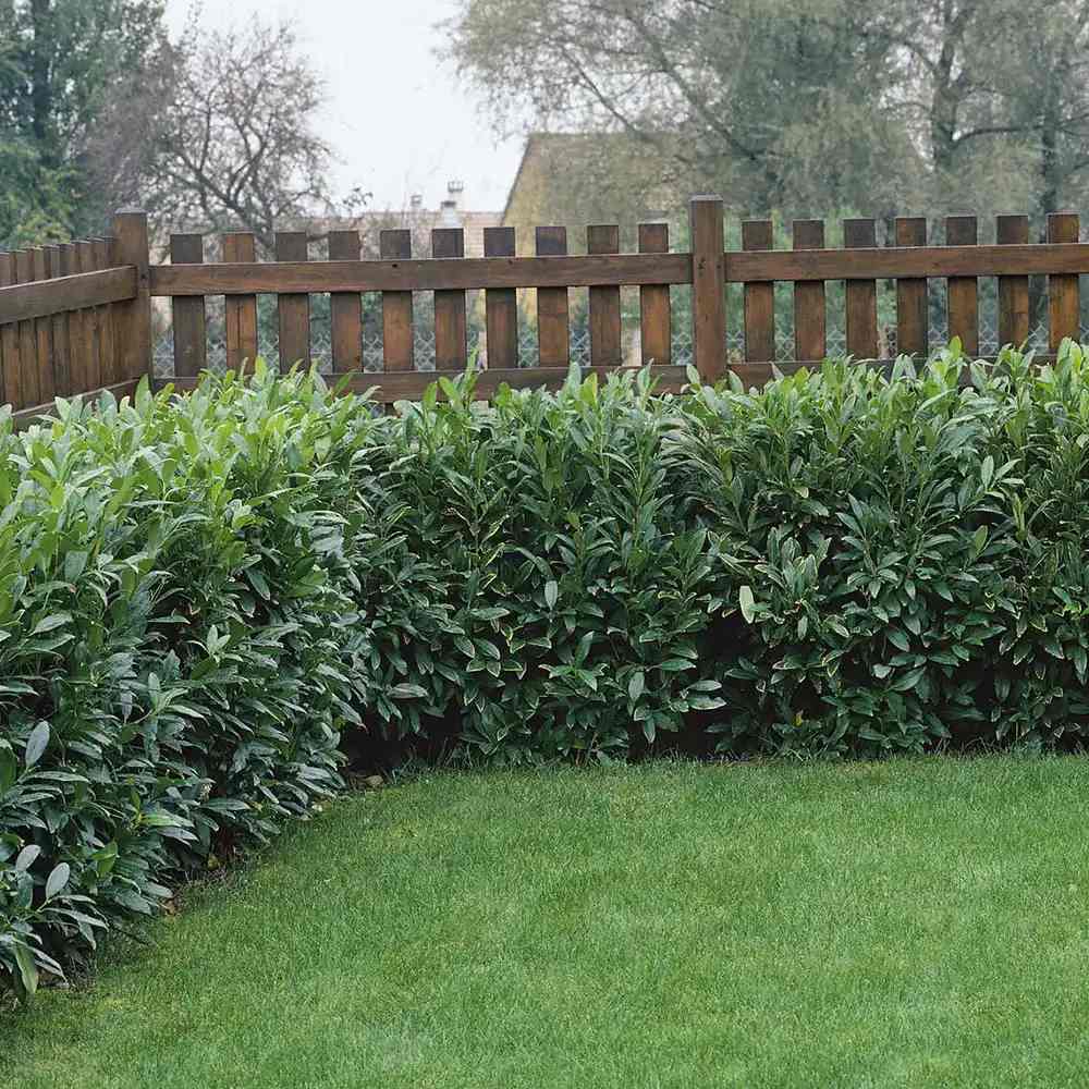 Laur Englezesc Herbergii, vesnic verde, gard viu rapid, rezistent la boli, frig si caldura, inflorire decorativa
