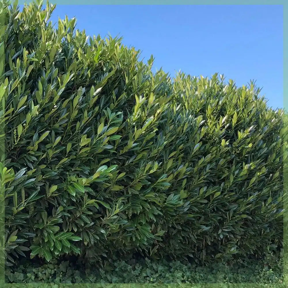 Laur Englezesc Herbergii, vesnic verde, gard viu rapid, rezistent la boli, frig si caldura, inflorire decorativa