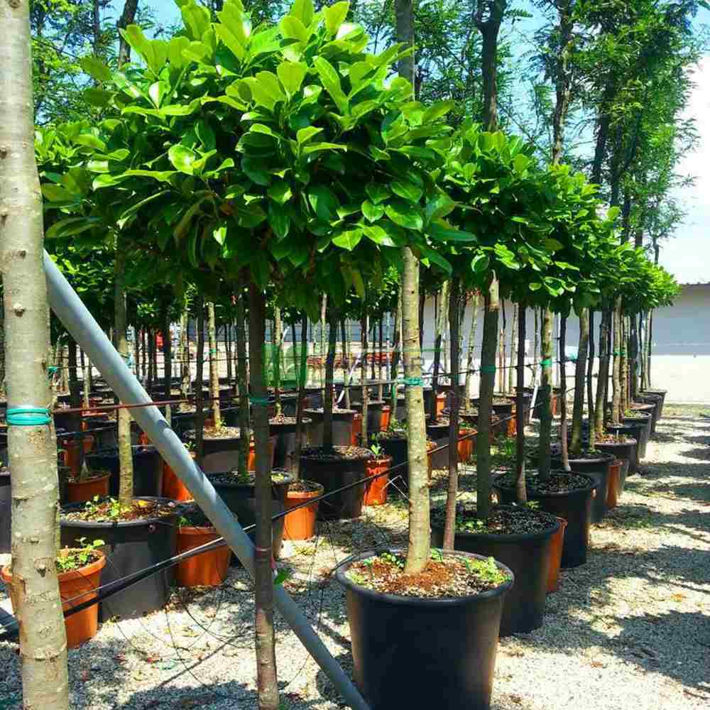 Laur Englezesc Etna (Laurocires) Copacel, vesnic verde pentru gradina, frunze lucioase rosiatice primavara, rezistent iarna, flori parfumate albe