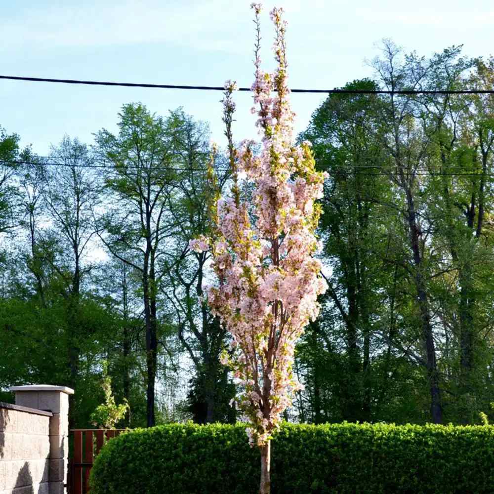 Copac Sakura, Cires Japonez (Prunus serrulata Amanogawa), copac columnar cu flori roz duble parfumate