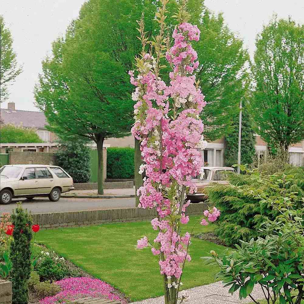 Copac Sakura, Cires Japonez (Prunus serrulata Amanogawa), copac columnar cu flori roz duble parfumate