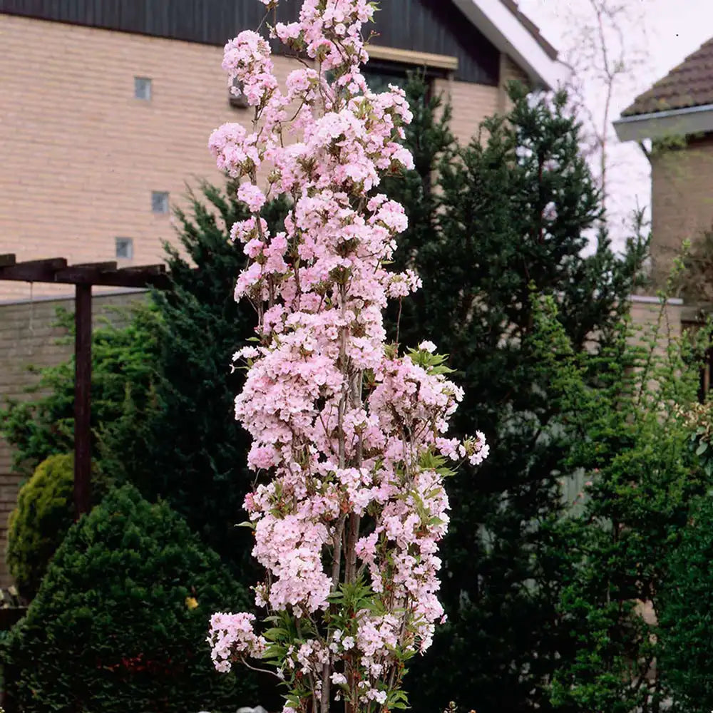 Copac Sakura, Cires Japonez (Prunus serrulata Amanogawa), copac columnar cu flori roz duble parfumate