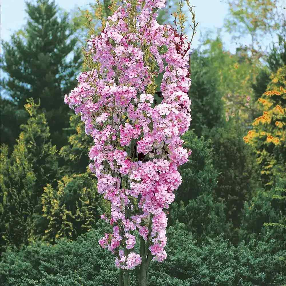 Copac Sakura, Cires Japonez (Prunus serrulata Amanogawa), copac columnar cu flori roz duble parfumate