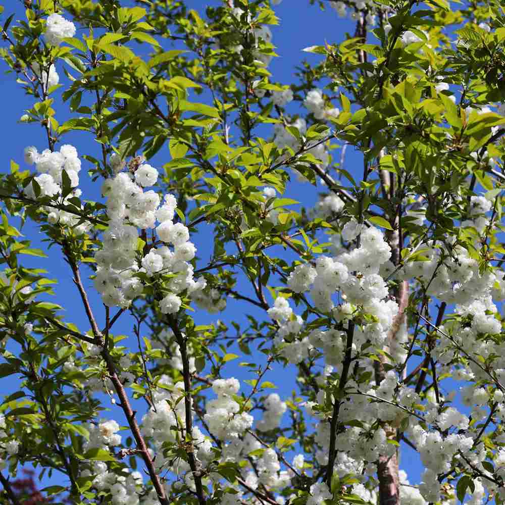 Copac Sakura, Cires Tibetan Ornamental Serrula, cu flori albe si scoarta neteda, lucioasa, de culoare cupru-roscata