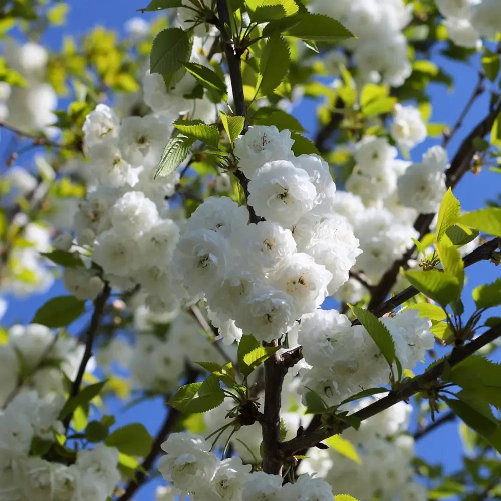 Copac Sakura, Cires Tibetan Ornamental Serrula, cu flori albe si scoarta neteda, lucioasa, de culoare cupru-roscata