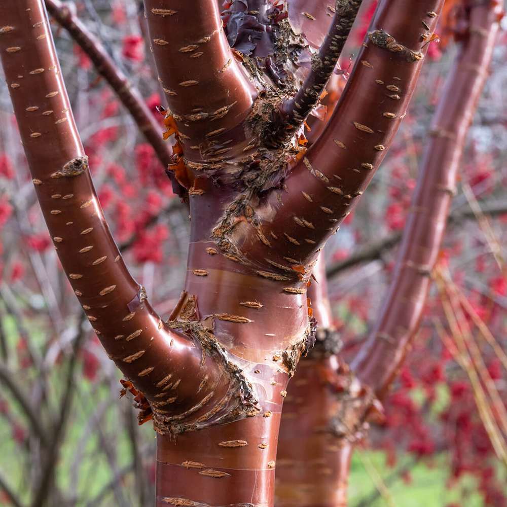 Copac Sakura, Cires Tibetan Ornamental Serrula, cu flori albe si scoarta neteda, lucioasa, de culoare cupru-roscata