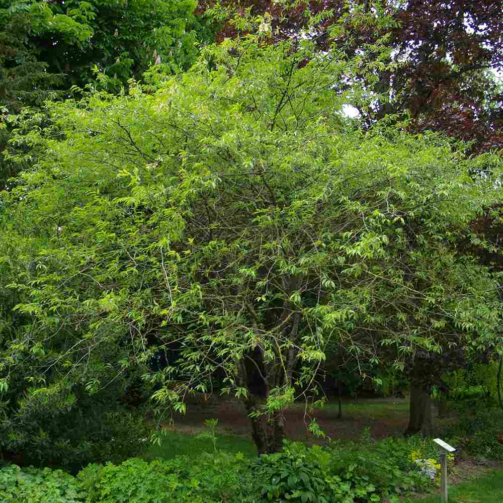 Copac Sakura, Cires Tibetan Ornamental Serrula, cu flori albe si scoarta neteda, lucioasa, de culoare cupru-roscata