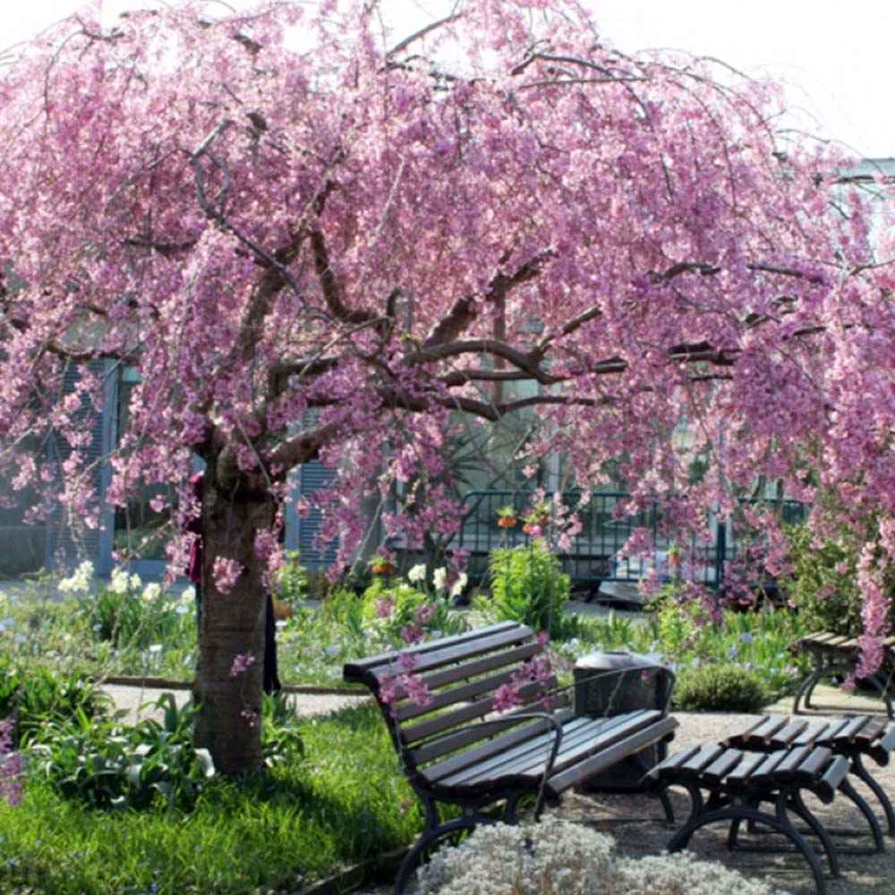 Copac Sakura, Cires ornamental plangator (Pendula Rubra), cu flori roz
