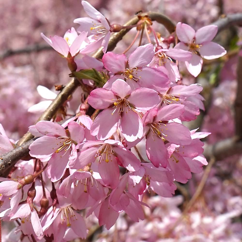 Copac Sakura, Cires ornamental plangator (Pendula Rubra), cu flori roz