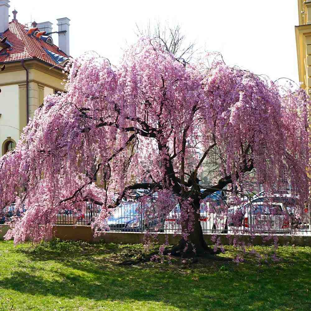 Copac Sakura, Cires ornamental plangator (Pendula Rubra), cu flori roz