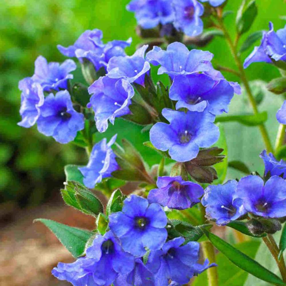 Plamanarica (Pulmonaria angustifolia) Blue Ensign, planta perena de umbra cu flori albastre intense, ideala pentru gradini rustice