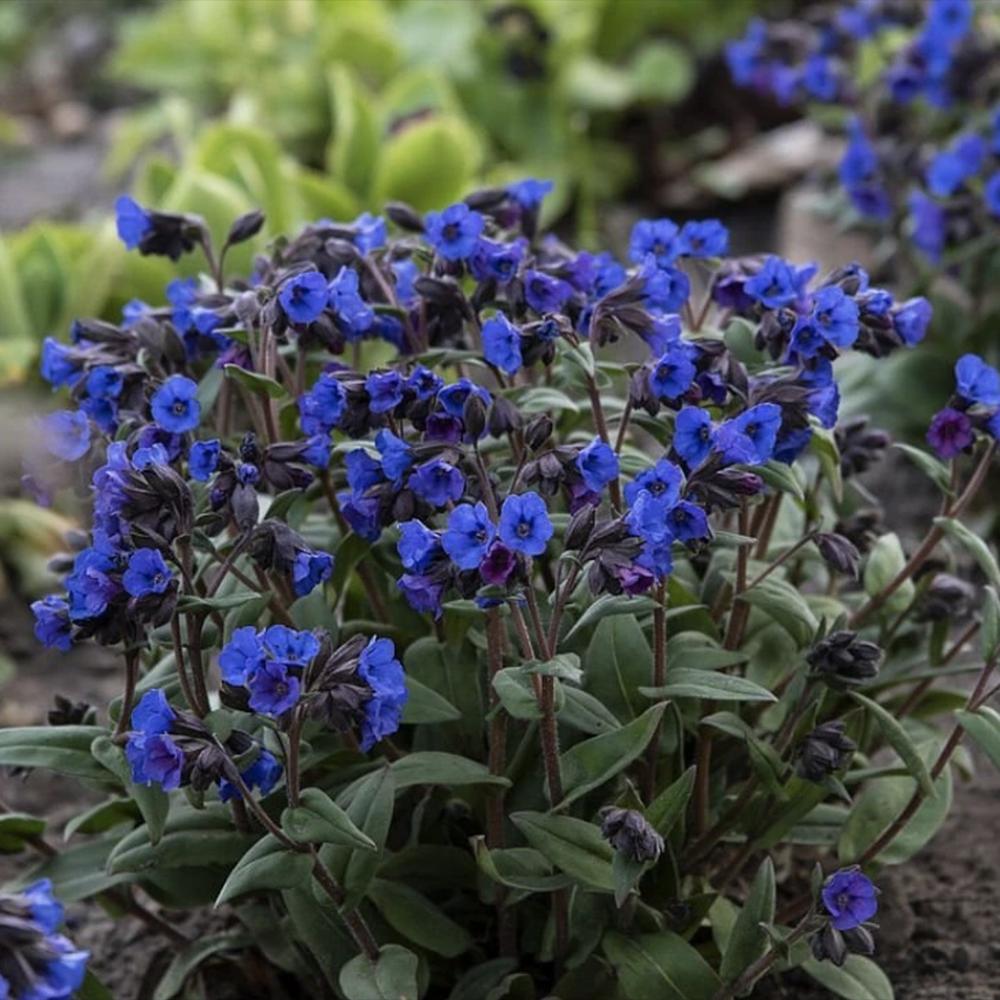 Plamanarica (Pulmonaria angustifolia) Blue Ensign, planta perena de umbra cu flori albastre intense, ideala pentru gradini rustice