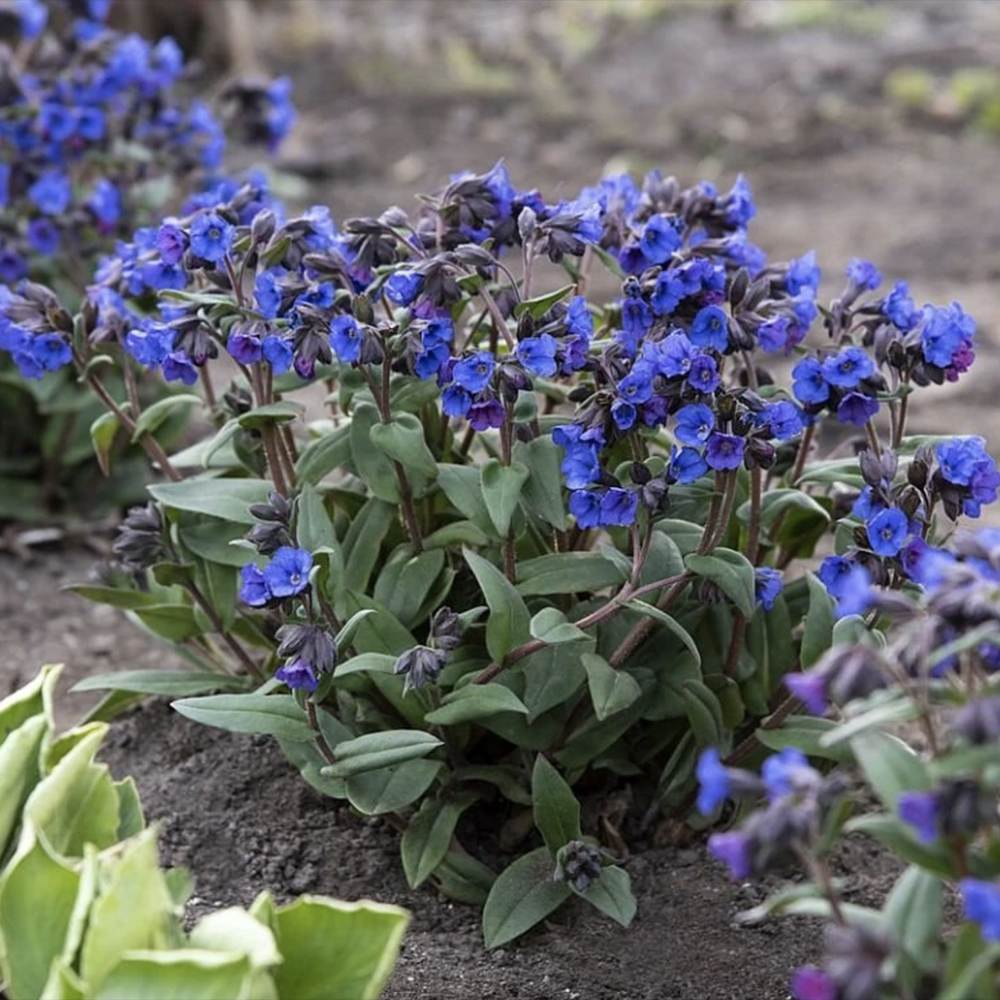 Plamanarica (Pulmonaria angustifolia) Blue Ensign, planta perena de umbra cu flori albastre intense, ideala pentru gradini rustice