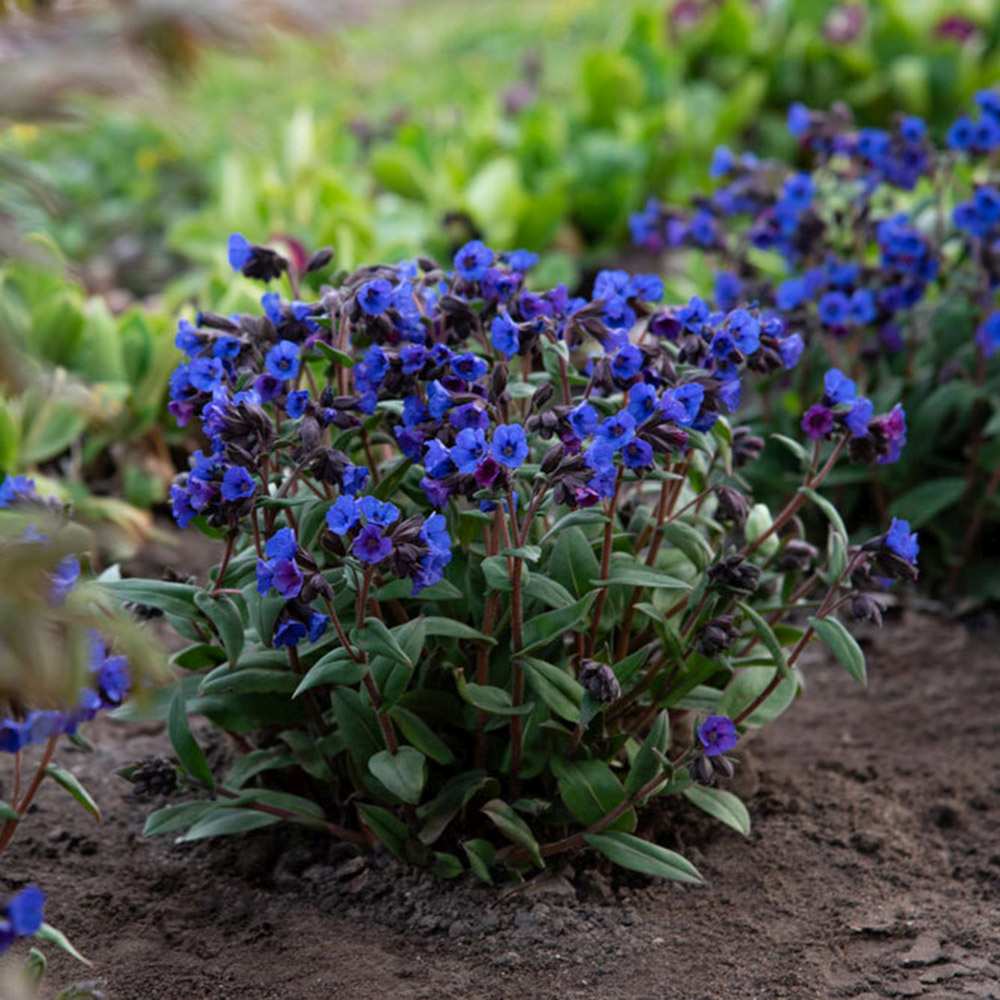 Plamanarica (Pulmonaria angustifolia) Blue Ensign, planta perena de umbra cu flori albastre intense, ideala pentru gradini rustice