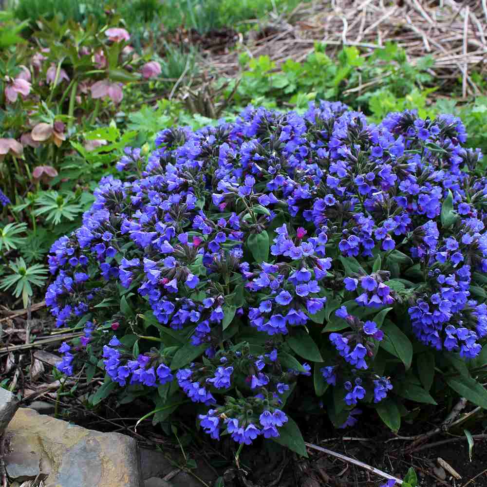 Plamanarica (Pulmonaria angustifolia) Blue Ensign, planta perena de umbra cu flori albastre intense, ideala pentru gradini rustice